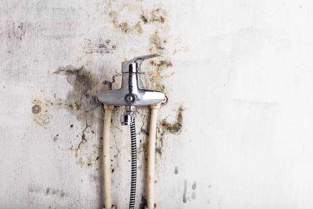 Best Mold Removal Company Near Me  in Colonia, NJ