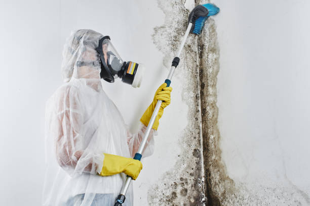 Best Crawl Space Mold Removal  in Colonia, NJ