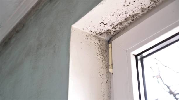 Best Attic Mold Removal  in Colonia, NJ