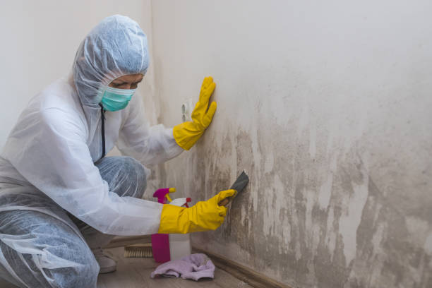 Best Fast Mold Removal  in Colonia, NJ