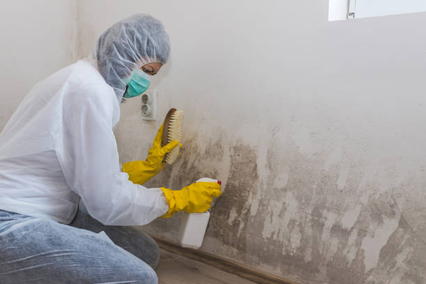 Best Black Mold Removal  in Colonia, NJ