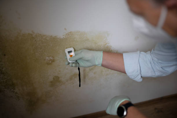 Crawl Space Mold Removal in Colonia, NJ