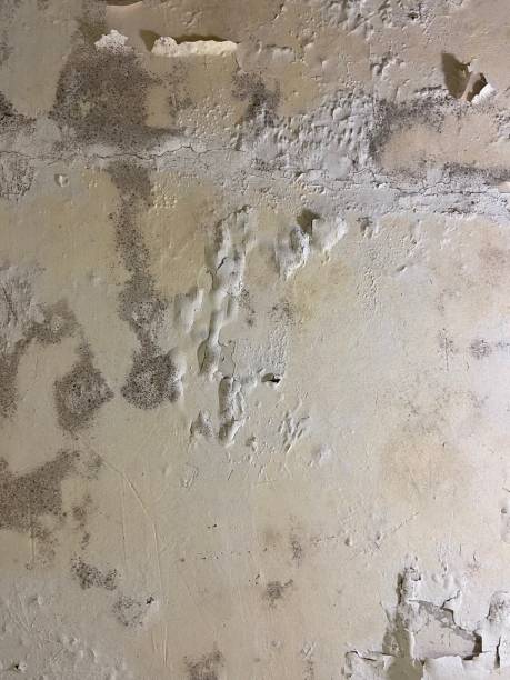 Best Crawl Space Mold Removal  in Colonia, NJ