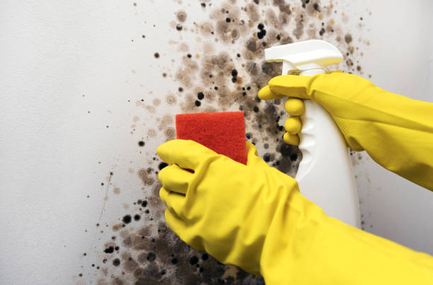 Best Home Mold Removal  in Colonia, NJ