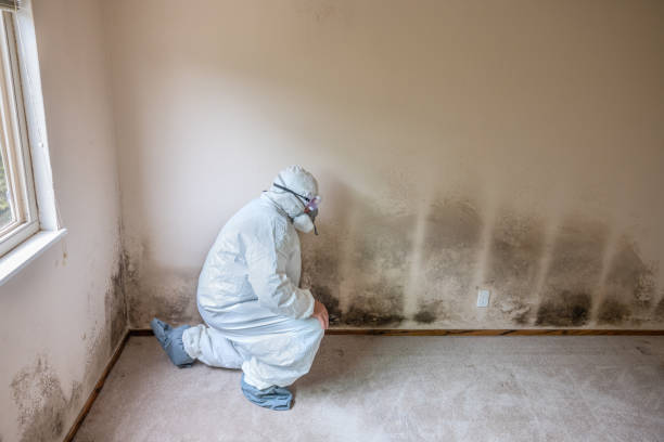 Best Mold Remediation Services  in Colonia, NJ